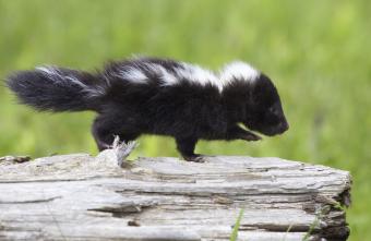 https://cf.ltkcdn.net/kids/images/slide/251601-850x552-Baby_Skunk.jpg