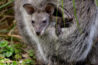 https://cf.ltkcdn.net/kids/images/slide/251622-850x567-Baby_Kangaroo.jpg