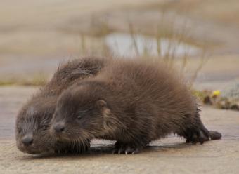 https://cf.ltkcdn.net/kids/images/slide/251684-850x621-Baby_Otter.jpg