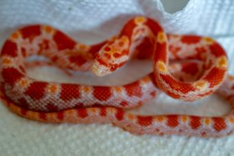 https://cf.ltkcdn.net/kids/images/slide/251698-850x567-Baby_Corn_Snake.jpg