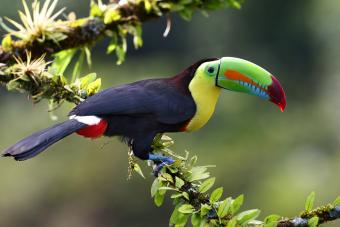 Keel-billed Toucan