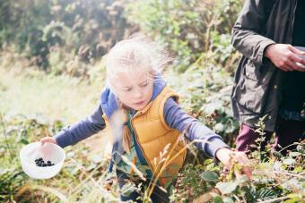 Girl picking blackberries