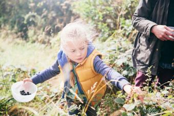 Girl picking blackberries 