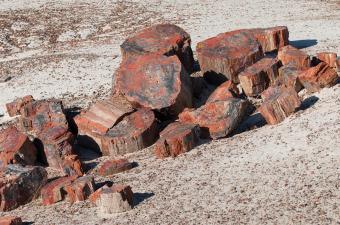 Petrified log