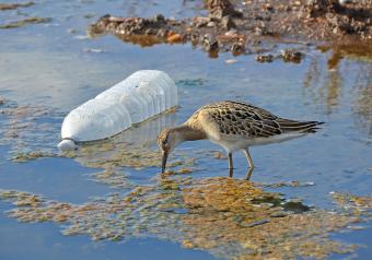 Bird wading in polluted water