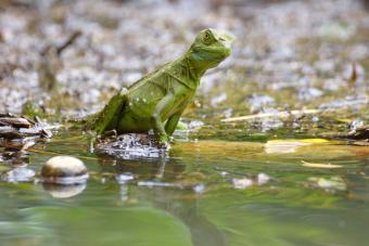 Green Basilisk Lizard near water