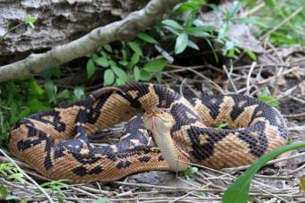 Venomous Bushmaster snake on forest floor