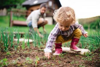 A small girl with father outdoors gardening