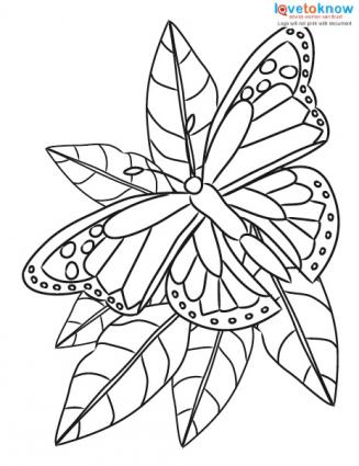 64 Top Intricate Butterfly Coloring Pages Download Free Images