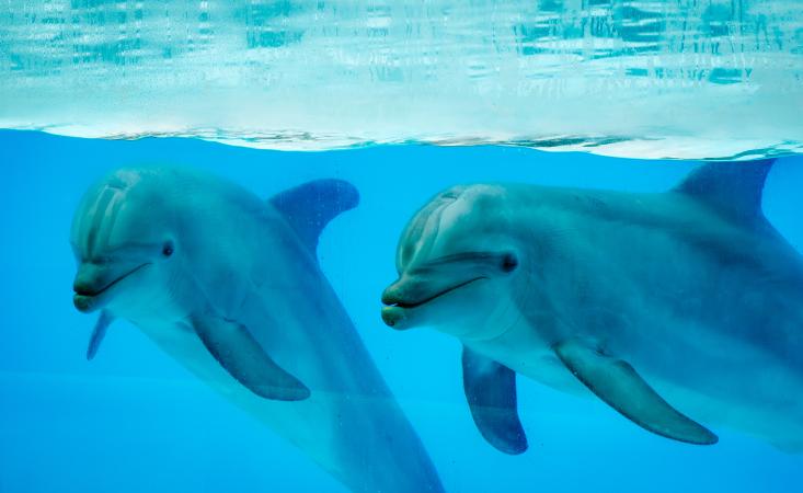 Dolphins Swimming In Aquarium