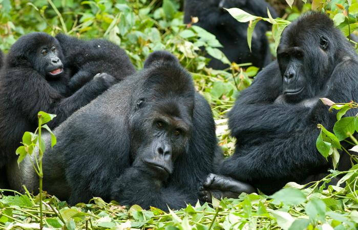 A family Gorillas