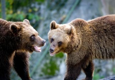 A pair of brown bears in a face off