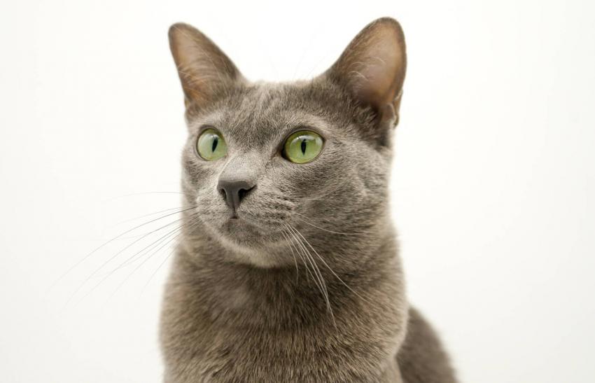 18 Extremely Rare Cat Breeds & Crosses LoveToKnow Pets