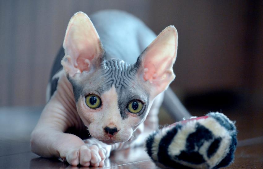 7 NonShedding Cat Breeds That Won’t Cover You in Hair LoveToKnow Pets