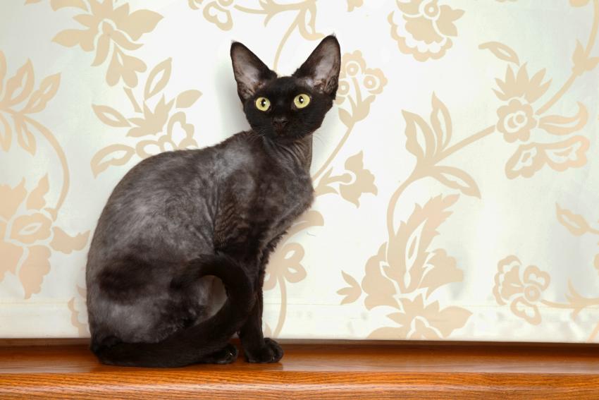7 NonShedding Cat Breeds That Won’t Cover You in Hair LoveToKnow Pets