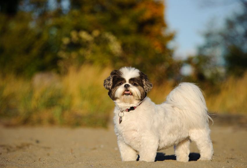 10 Best Rated Dog Breeds That Top Every List LoveToKnow Pets