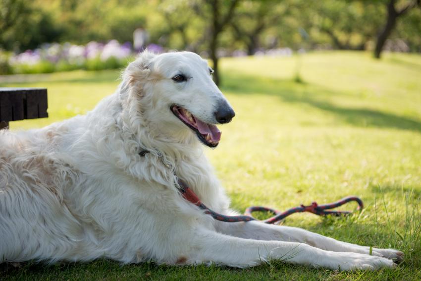 Top 8 Quietest Dog Breeds That Barely Bark LoveToKnow Pets