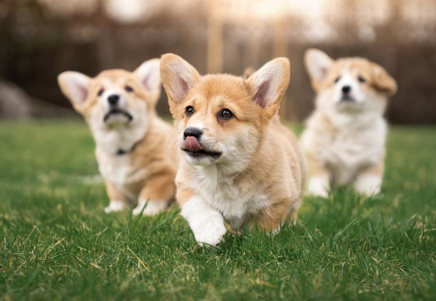 Top 10 Cutest Pets of All Time to Give You Cuteness Overload ...