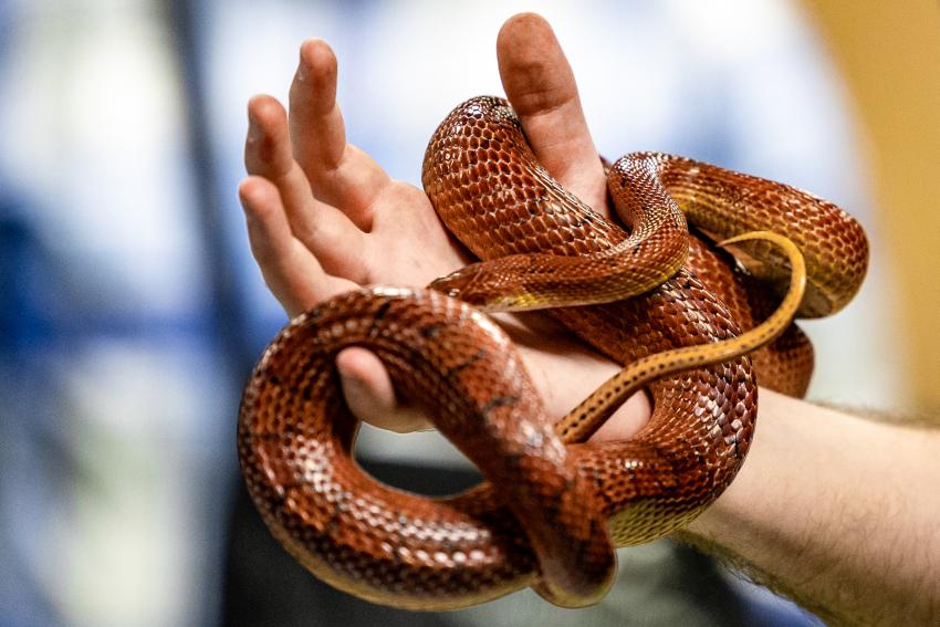 10 Best LowMaintenance Pets With Easy Care Requirements LoveToKnow Pets