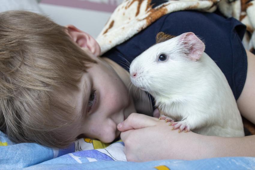 10 Best LowMaintenance Pets With Easy Care Requirements LoveToKnow Pets