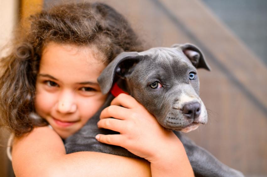 13 Blue Dog Breeds That Will Steal Your Heart LoveToKnow Pets