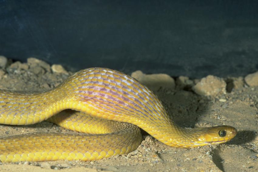 10 Cute Pet Snakes That Prove Reptiles Are Adorable Too LoveToKnow Pets