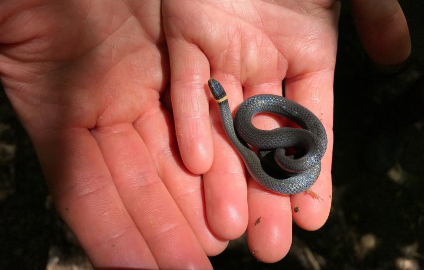 7 Small Pet Snakes That Won't Take Over Your Home LoveToKnow Pets