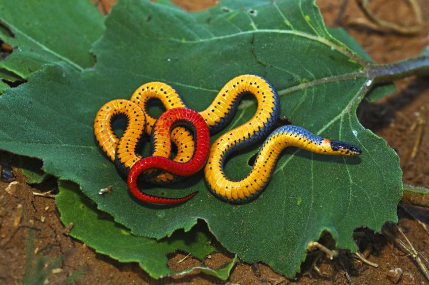 7 Small Pet Snakes That Won't Take Over Your Home LoveToKnow Pets