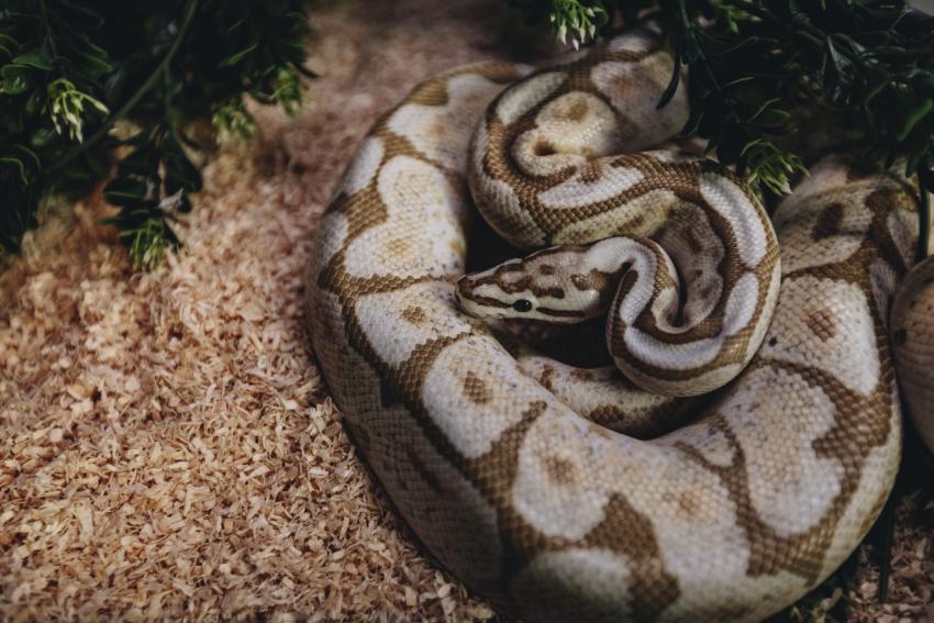 7 Small Pet Snakes That Won't Take Over Your Home | LoveToKnow Pets