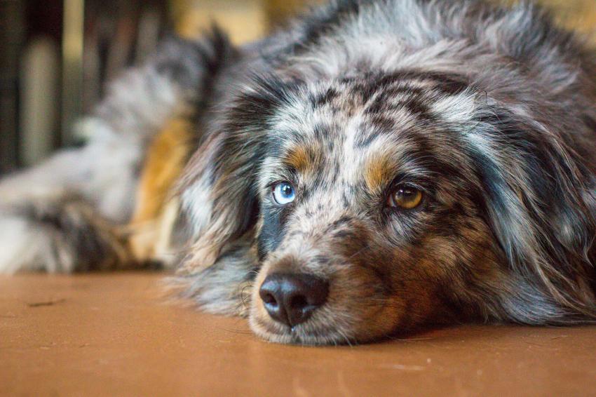 12 Merle Dog Breeds With Dapple Coats LoveToKnow Pets