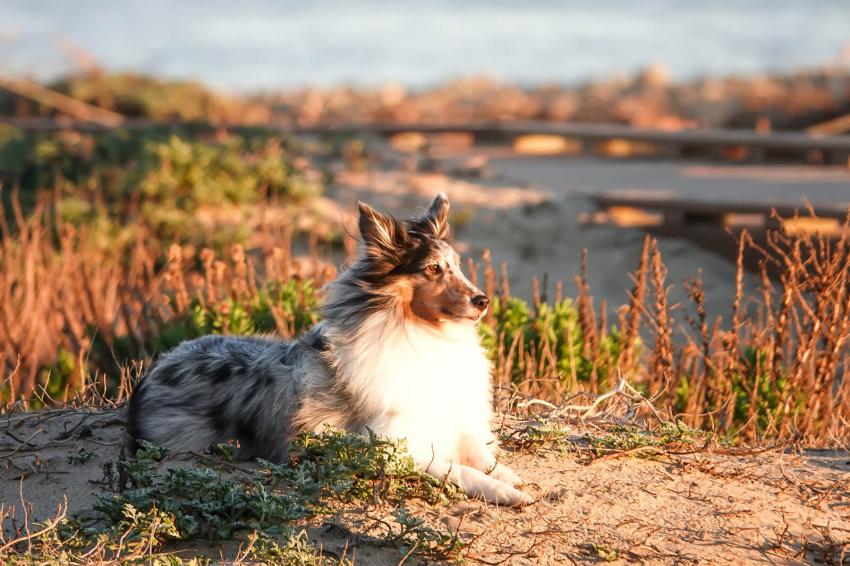 12 Merle Dog Breeds With Dapple Coats LoveToKnow Pets