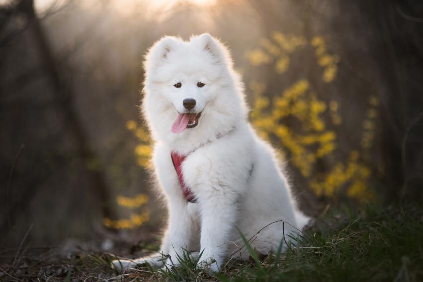 Top 10 Fluffiest Dog Breeds That Make the Best Pillows LoveToKnow Pets