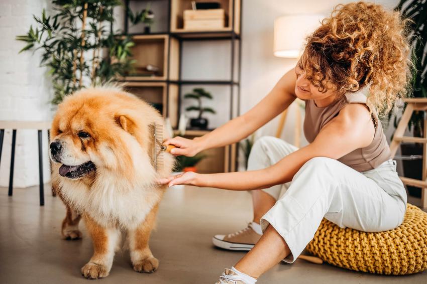 Top 10 Fluffiest Dog Breeds That Make the Best Pillows LoveToKnow Pets