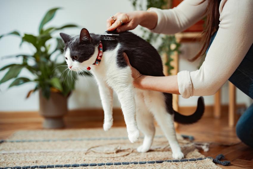 7 NonShedding Cat Breeds That Won’t Cover You in Hair LoveToKnow Pets