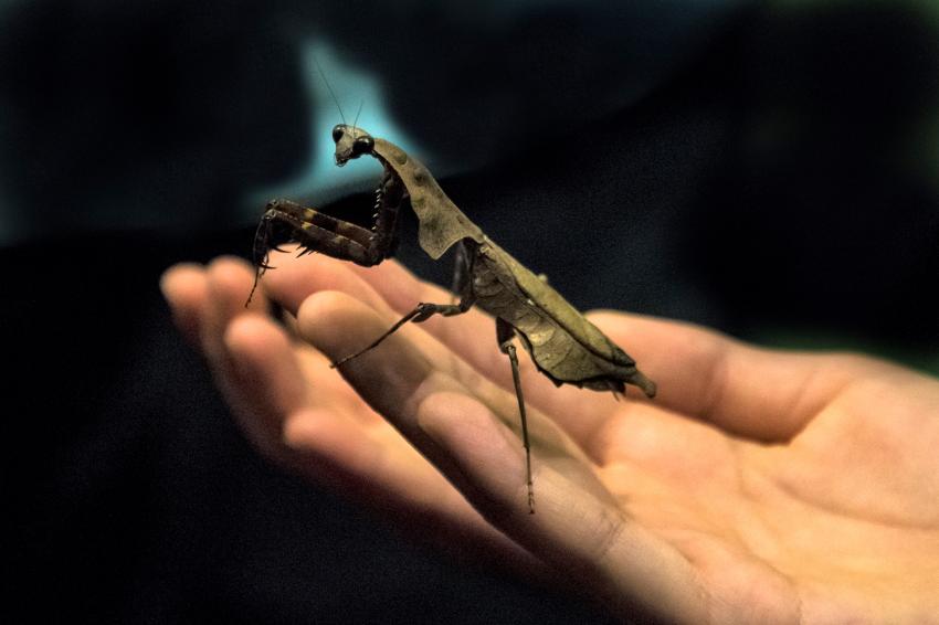 5 Best Pet Bugs for Beginning Insect Owners LoveToKnow Pets