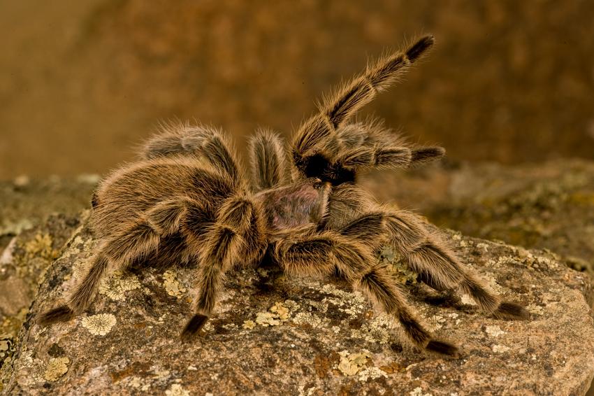 5 Best Pet Bugs for Beginning Insect Owners LoveToKnow Pets