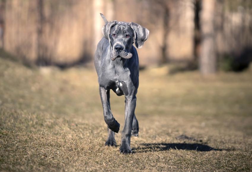 These Are the 10 Most Loyal, TrueBlue Dog Breeds Ever LoveToKnow Pets