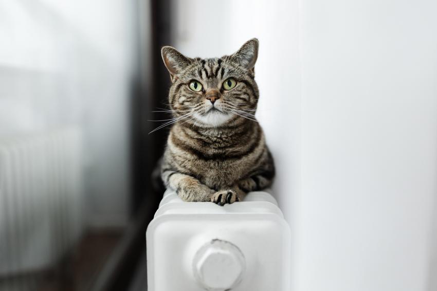 10 Best House Cat Breeds Purrfect for Indoor Living LoveToKnow Pets