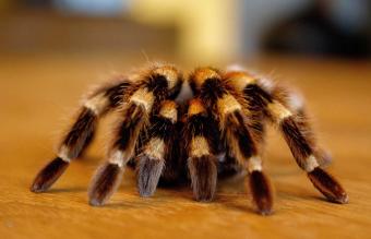 Tarantula On Table