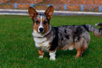 Cardigan Welsh Corgi