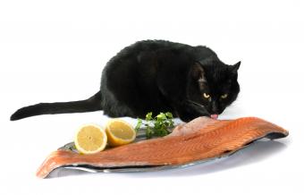 Cat and salmon