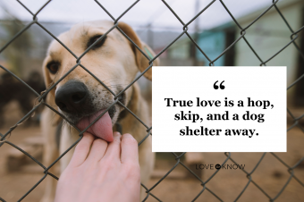 Dog licking human hand through fence in animal shelter