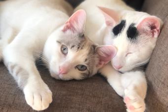 Photo of two cats, one white and brown and one white with black spots.