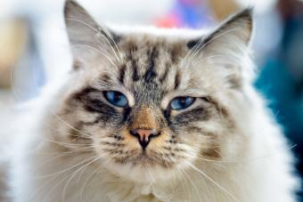 Ragamuffin cat close up