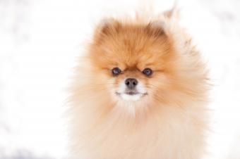 Cute Pomeranian playing outside in cold winter snow.