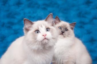 https://cf.ltkcdn.net/life-with-pets/find-your-pet/images/slide/324954-850x563-two-ragdoll-cats.jpg