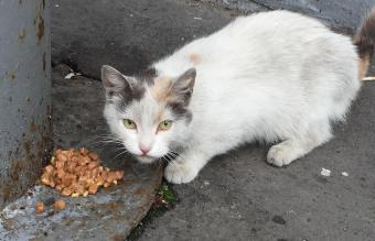 Portrait Of White Cat Eating