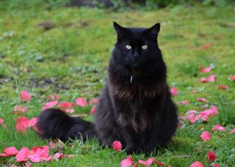 Black Maine Coon Cat