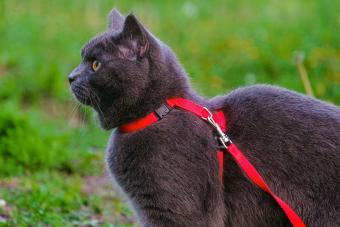 cat with red harness