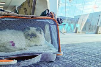 Cat in pet carrier at airport